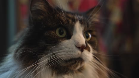 Extreme-close-up-framing-in-slow-motion-of-a-long-haired-cat