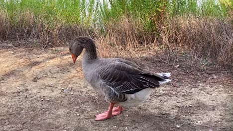 A-gray-goose-pecks-something-off-the-ground-and-then-poops-and-moves-all-over