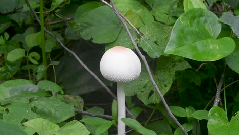 White-color-wild-mushroom-at-the-rain-forest-in-the-morning