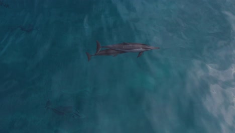 Dos-Delfines-Giradores-Hawaianos-Nadando-Juntos-Bajo-El-Mar-Azul-En-Makua,-Oahu,-Hawaii