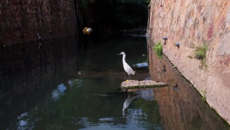 Pájaro-Garceta-Blanca-Solitaria-En-El-Puente-De-Agua,-Mientras-Que-Otro-Pájaro-Pequeño-Vuela-Bajo-Sobre-El-Agua-Turquesa