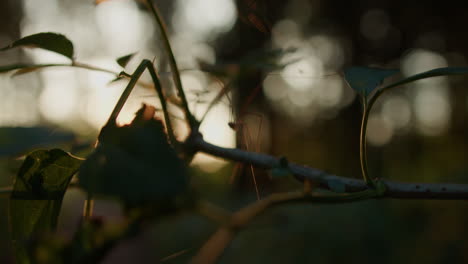 Evening-sun-shining-light-on-a-small-insect-on-a-branch