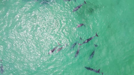 Drone-aerial-view-of-a-pod-of-dolphins-in-the-Pacific-Ocean
