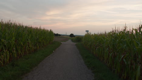 Wide-pov-shot-of-riding-a-bike-between-two-corn-fields-on-a-small-road