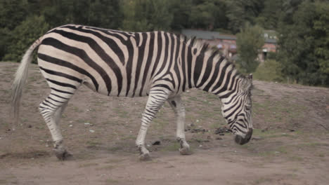 A-zebra-with-white-and-black-strips-on-its-body-is-grazing-on-the-grass-in-the-open-field-of-West-Midlands-Safari-Park,-England