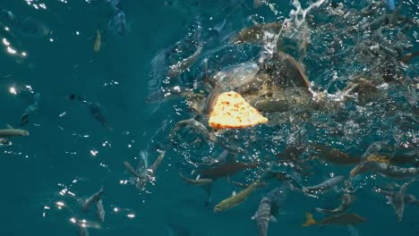 Herds-of-Wild-Fish-eating-a-Pizza-Slice-in-Crystal-Clear-Blue-Water-off-Croatia-1