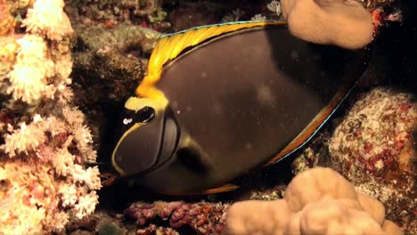 Grauer-Und-Orangefarbener-Doktorfisch-Am-Tropischen-Korallenriff