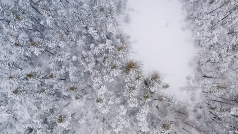 Drone-aerial-top-down-view-quickly-moves-over-snowy,-cold-looking-forest-with-mature-trees