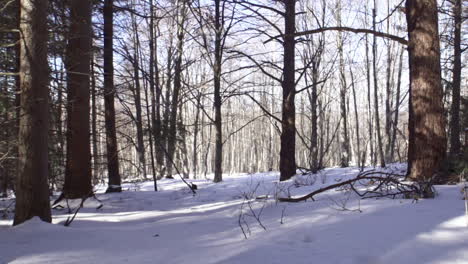 Footage-of-a-beautiful,-snowy,-pine-forest-in-the-mountains-during-the-winter-4