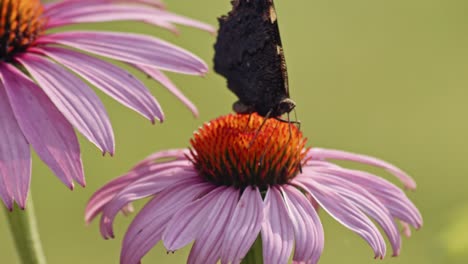 Single-Small-Tortoiseshell-Butterfly-feeds-Nectar-From-orange-Coneflower-and-flies-away---macro-static-shot