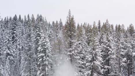 Stable-drone-shot-of-treeline-as-saw-manipulator-cuts-through-large-pine-trees,-snow-falls-off-the-trees-in-dramatic-effect