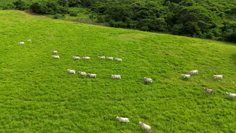 Circling-aerial-shot-of-white-cattle-walking-in-line-through-a-green-praire-with-a-forest-in-the-background