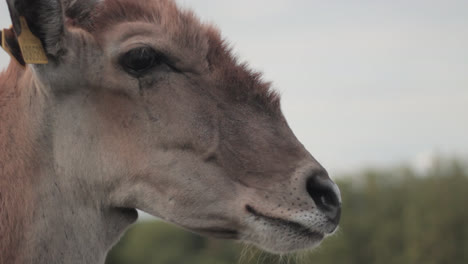 Aufnahme-Des-Gesichts-Einer-Gemeinen-Elenantilope-Im-West-Midlands-Safari-Park,-England,-Mit-Einem-Kleinen-Nummernschild-An-Seinem-Ohr
