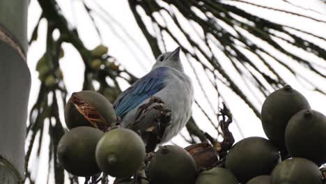 Tiny-Blue-Bird-Looking-Around-from-Top-of-Palm-Tree