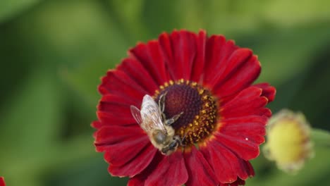 Close-up-view-of-a-honey-bee-pollinating-a-flower-and-then-flying-away