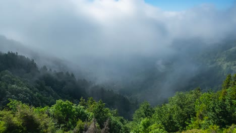 Wolkenbewegungen-über-Bergwald