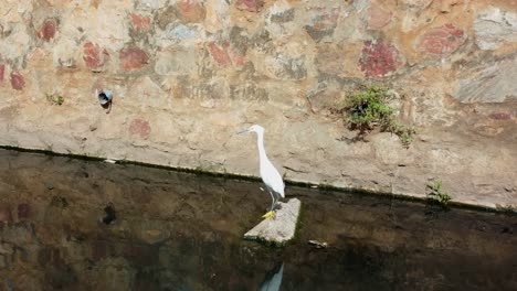 White-Heron-sitting-alone-on-a-rock-in-one-of-Paraguay's-polluted-rivers