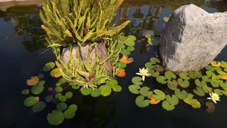 Ferns-and-flowering-aquatic-plants-growing-on-the-rock-inside-the-garden-pond-on-a-bright-and-sunny-day
