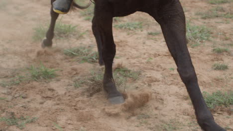 Close-up-Slow-Motion-Panning-Shot-Of-A-Individual-Riding-A-Horse-And-Kicking-Up-Dirt-And-Dust