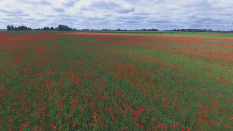 Blooming-Poppy-Field-Next-to-Cattle-Farm