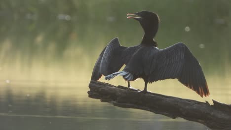 Cormorant--relaxing--pond--fish-