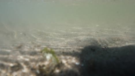 Static-underwater-shot-of-tidal-currents-in-the-North-Sea-with-a-sandy-bottom,-seaweed-floating-by-and-sunlight-rippling-on-the-bottom