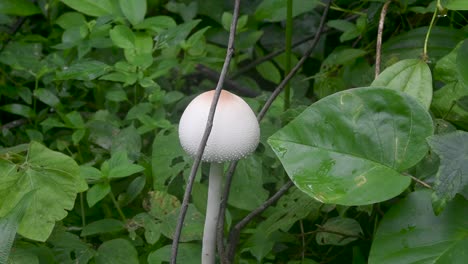 White-color-wild-mushroom-in-the-rain-forest-morning