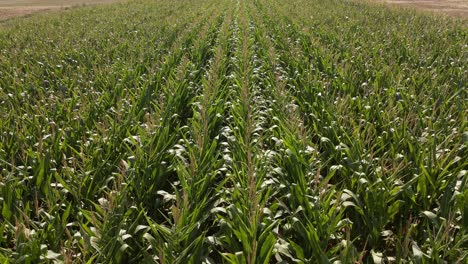 Static-high-angle-view-of-a-long-cornfield-in-harsh-midday-sunlight