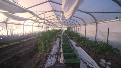 Zoom-out-of-the-interior-of-a-greenhouse-with-a-planted-crop