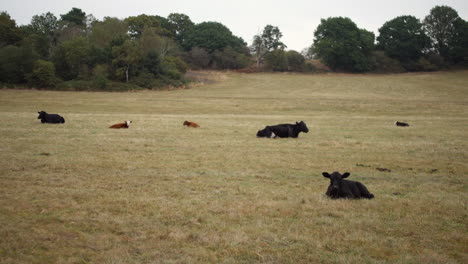 Vacas-Mixtas-Sentadas-En-Un-Campo-En-Otoño-Reino-Unido