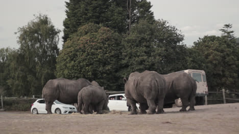 In-the-wide-space-of-West-Midlands-Safari-Park-in-England,-four-African-rhinos-are-grazing-on-the-grass-while-being-watched-by-many-cars