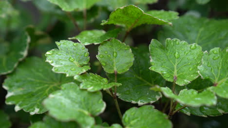 Close-up-shot-of-green-leaves-with-water-dew