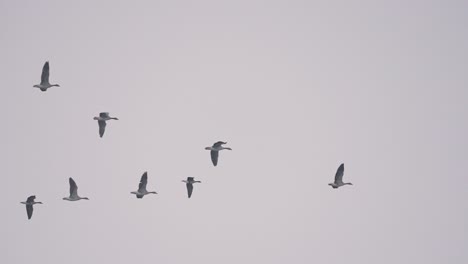 Geese-migration,-tracking-shot-of-birds-migrating-against-evening-sky,-day