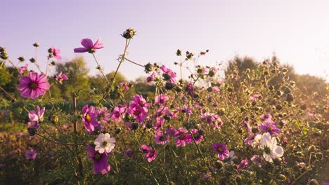 Schönes-Ländliches-Feld-Mit-Rosa-Blumen-Unter-Sonnenuntergangslicht