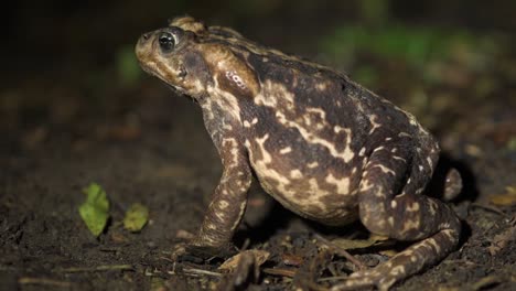 Cope&#39;s-Toad-Ist-Eine-Art-Von-Großen-Amphibien