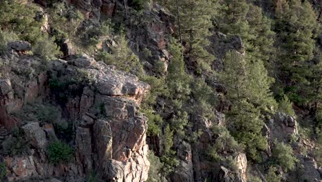 Felsiger-Bergrücken-Mit-Felsbrocken-Und-Kiefern-In-Colorado,-Handgehaltener-Weitschuss