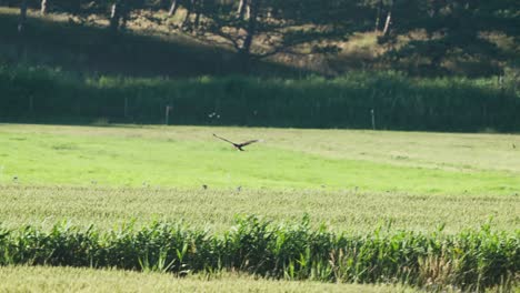 Buitre-águila-Europea-Occidental-Persiguiendo-Pájaro-Más-Pequeño-En-Cámara-Lenta