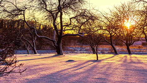 Time-lapse-shot-of-golden-sunset-behind-leafless-trees-on-snowy-farm-land---gorgeous-nature-winter-scene