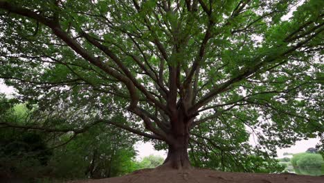 Giant-tree-with-rich-branches,-push-out-to-reveal-the-entire-tree,-slow-motion