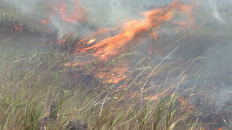 Feuerwehrleute-Blasen-Das-Feuer-Zurück,-Um-Zu-Versuchen,-Ein-Lauffeuer-Im-Amazonas-Regenwald-Zu-Kontrollieren
