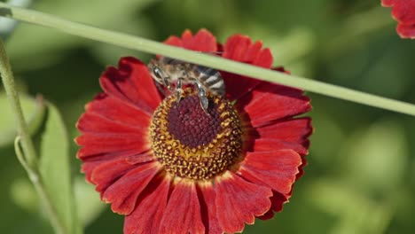 Close-up-view-of-a-honey-bee-pollinating-a-red-flower-and-eating-nectar