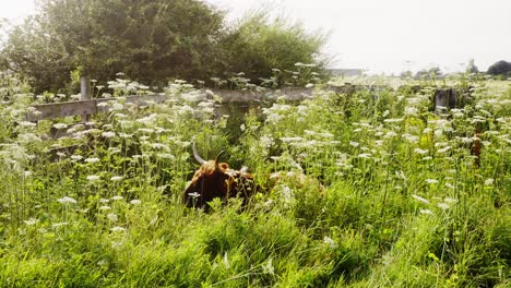 Highland-cattle-lying-hidden-in-tall-grass-grazing-in-slow-motion