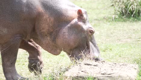 Large-Hippo-Eating-Grass-on-Sunny-Day