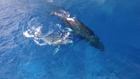 Humpback-whale-mom-and-small-calf-rolling-in-ocean-beside-her,-Victoria-coastline,-Australia