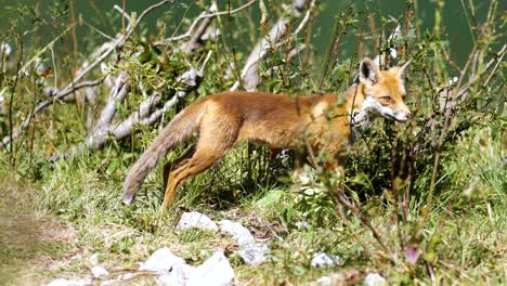 Cute-Wild-Fox-Searching-For-Food-And-Leaving-Elegantly