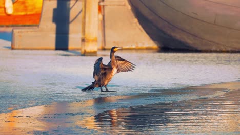 Slow-motion-view-of-Great-cormorant-flapping-wings-in-front-of-water,-golden-hour