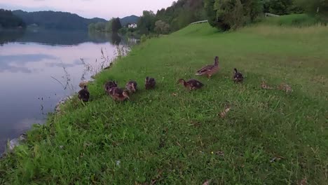 Mama-Duck-Mit-Sieben-Babys,-Die-Am-Teichgrünen-Grasufer-Nach-Nahrung-Suchen