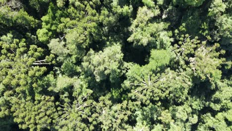 Atlantischer-Regenwald-Mit-Brasilianischen-Kiefern,-Die-In-Südbrasilien-Endemisch-Sind,-Luftbild