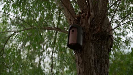 Wooden-birdhouse-on-a-tree,-slow-pan,-no-people