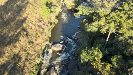 River-with-rapids-and-Brazilian-pines-forest,-drone-view